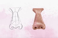 566 10 Nose Stamp Procreate - whaledesign