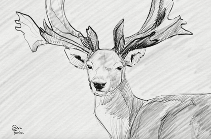 589 Graphite Pencils for Procreate - whaledesign