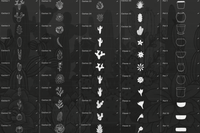 607 Cactus Succulents and Pots - Procreate Brushes - whaledesign