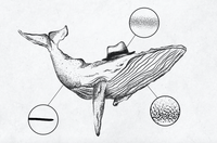 620 12 Tattoo Art Brushes - Procreate - whaledesign