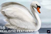 622 Procreate Realistic Feather Brushes - whaledesign